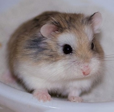 hamster-roborowski-