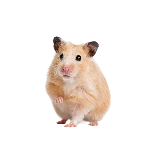 hamster1